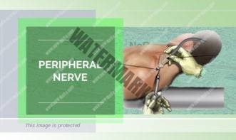Peripheral Nerve